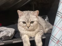 4 aylık british shorthair dişi