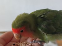3 aylık cennet papağanı