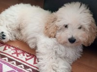 Maltipoo Erkek Köpeğimiz