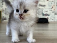 Safkan beyaz mavi gözlü longhair bebekler