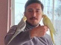 2 adet dişili erkekli çift sultan papağanı