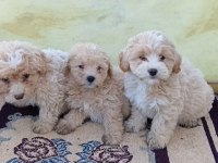 Maltipoo dişi erkek