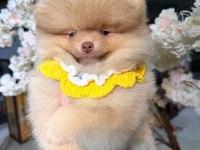 Light chocolate POMERANİAN Boo 3 Aylık