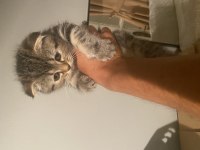 2 Aylık Scottish Fold Dişi