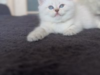 British shorthair kedi