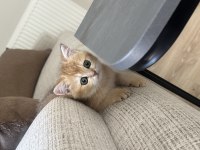 British Shorthair Golden