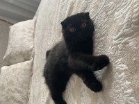 Scottish fold kedisi yavru cana yakin kedi tam cins