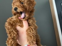 1 ADET YAVRUM KALDI SAHİPLENDİRMEK İÇİN TOY POODLE