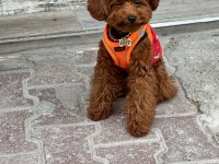 6 AYLIK TOY POODLE ERKEK