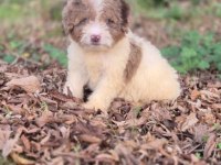 Trde nadir irklardan mini ausieedoodle yavrumuz