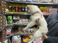 Pomeranian Spitz 4.5 Aylık
