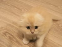 Son iki adet yavrum scottish fold