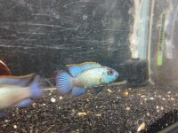 Satılık electric blue acara takım