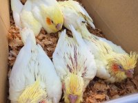 YAVRU BEBEK YENİ YEME DÜŞEN LUTİNO ALBINO SULTANLAR