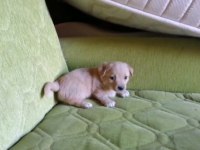 Süs Köpeği 1 Aylık