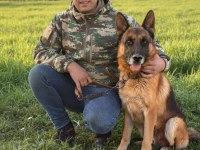 46 günlük dev alman kurdu yavruları
