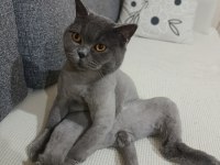 3 yaşında kısır british shorthair tokyo