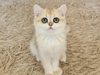 Şecereli british shorthair dişi yavru