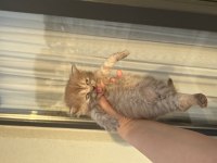 British Shorthair Sağlıklı 6 Yavru