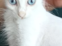 Casper yuva arıyor