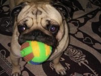 Yavru pug mops