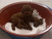 10 Güne Teslim Kore Anne Babadan Safkan KORE Poodle BEBEKLER