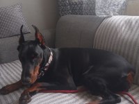 1 buçuk yaşında dişi doberman şecereli