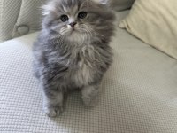 Şecereli 50 Günlük British Longhair