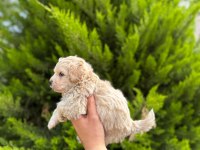 Tea cup maltipoo yavrularımız
