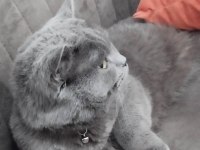 British Shorthair Kedimizi Sahiplendiriyoruz
