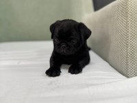 SİMİT KUYRUK SİYAH PUG BEBEKLER