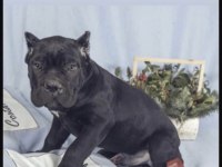 Cane Corso Köpeği