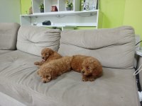 Maltipoo Kalite Yavrular Irk Sağlık Garantili