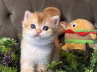 Yüksek Kalite Golden British Shorthair Bebeğim