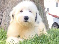 English sheepdog ( BOBTAIL) yavrularimiz
