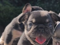 ISABELLA ve FLUFFY TAŞIYICI FRENCH BULLDOG BEBEKLER