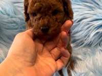 Özel Toy Poodle Yavrular 