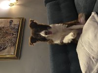 7 aylık dişi border collie köpeğimiz stella