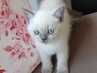 Safkan british yavrularımız