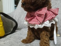Toy poodle yavru