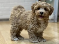 Maltipoo korekan bebekler