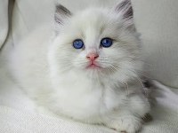 Safkan ırk ragdoll kedimiz