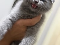15 Haziran Doğumlu Son Kalan 2 Scottish Fold