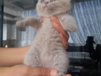 Minik kediler
