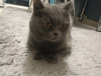 3 yaşında dişi british shorthair sevecen sıcak kanlı