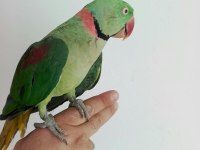 Erkek Halkalı Alexander İskender Papağanı