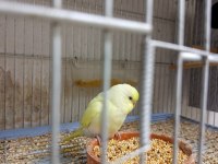 Yavru yetişkin yavrulu ve yumurtalı muhabbet kuşu takımlar