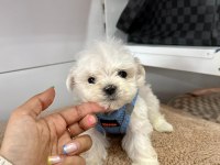 Korea Maltese