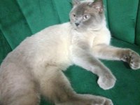 British Shorthair Blue Point