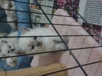 Scottish fold ve Britsh shorthair Yavrular